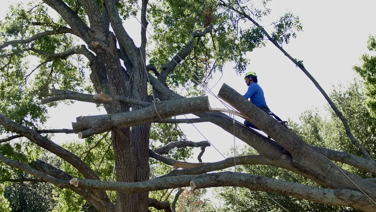 Professional Crown Thinning performed by certified arborists in Unionville