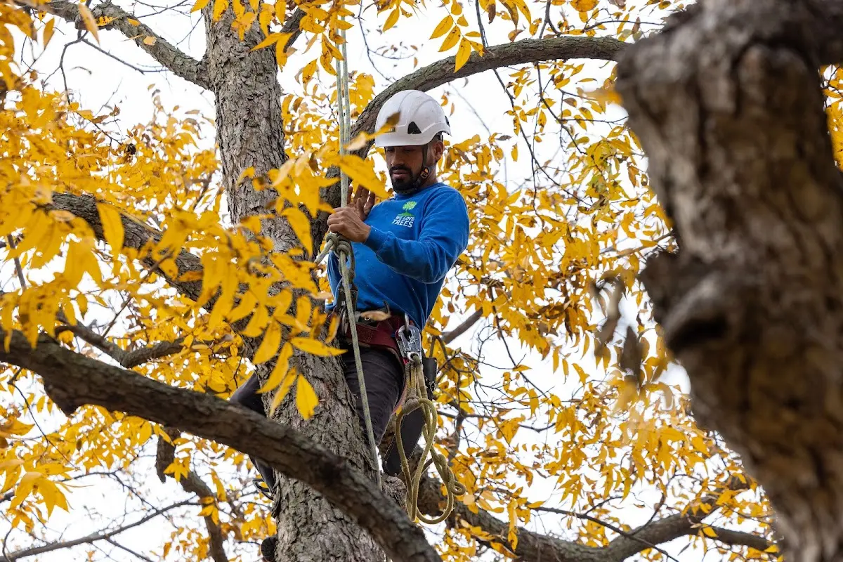 Skilled Tree Transplanting crew working in Unionville